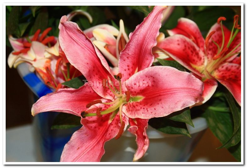 Lilium orienta photos 1