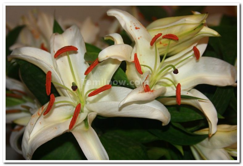 Lilium orienta photos 2