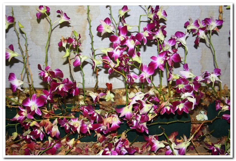 Pink orchids