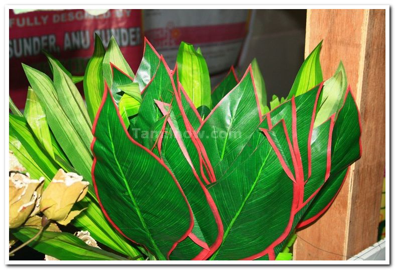 Plants at flower show