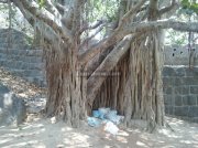 Banyan tree in front of krishnagiri fort gingee