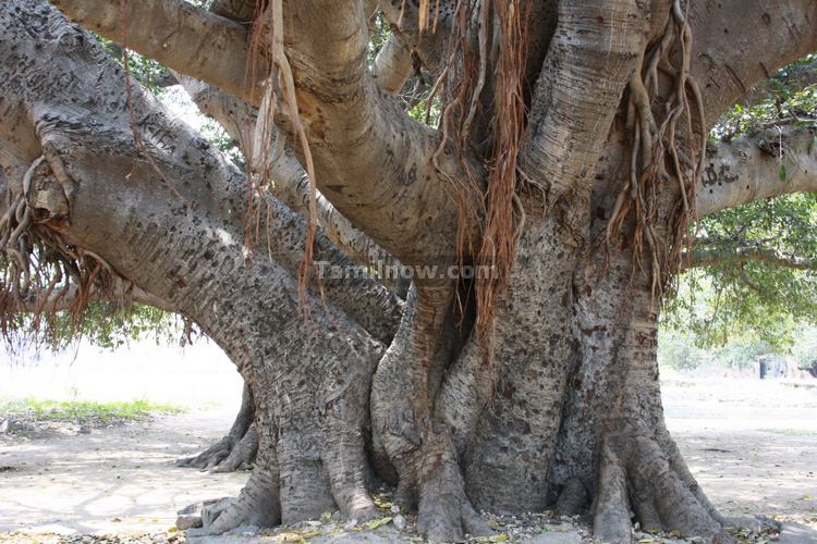 Big Tree at Gingee Fort