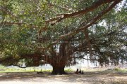 Big trees inside gingee fort 4