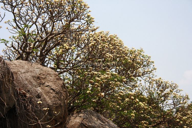 Flowered Tree inside Senji Fort