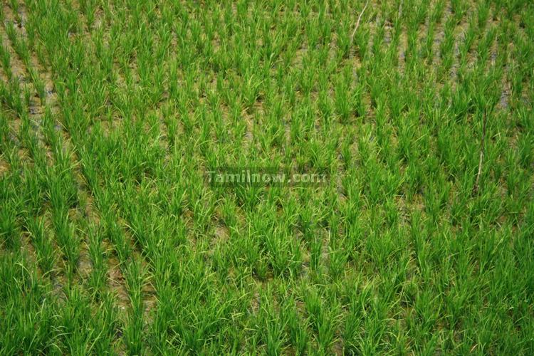 Paddy Field near Gingee Fort