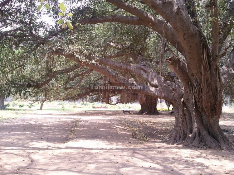 Trees inside Gingee Fort