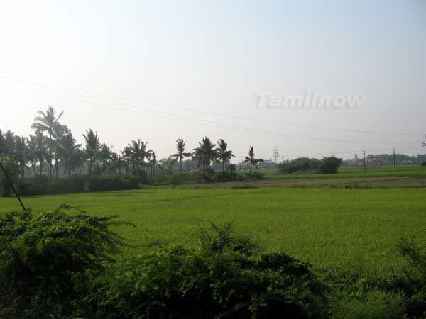 Coconut trees