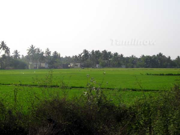 Paddy fields