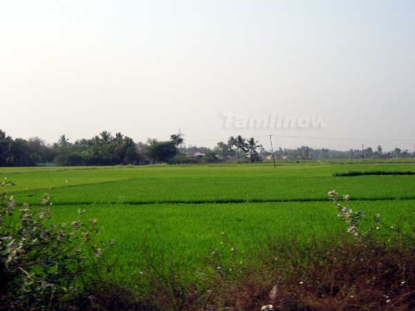 Paddy fields1