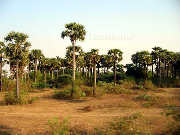 Palm trees2