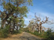 Tamilnadu village road