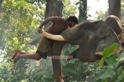 Movie Kumki Photos 6658